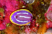Felimida krohni Doris de Krohn nudi-Ouessant Jumeaux Maude-16m-20240819-da-DSC_8797_tn